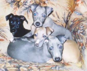 emilyspuppies.jpg