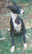 wishbonesixmos.jpg